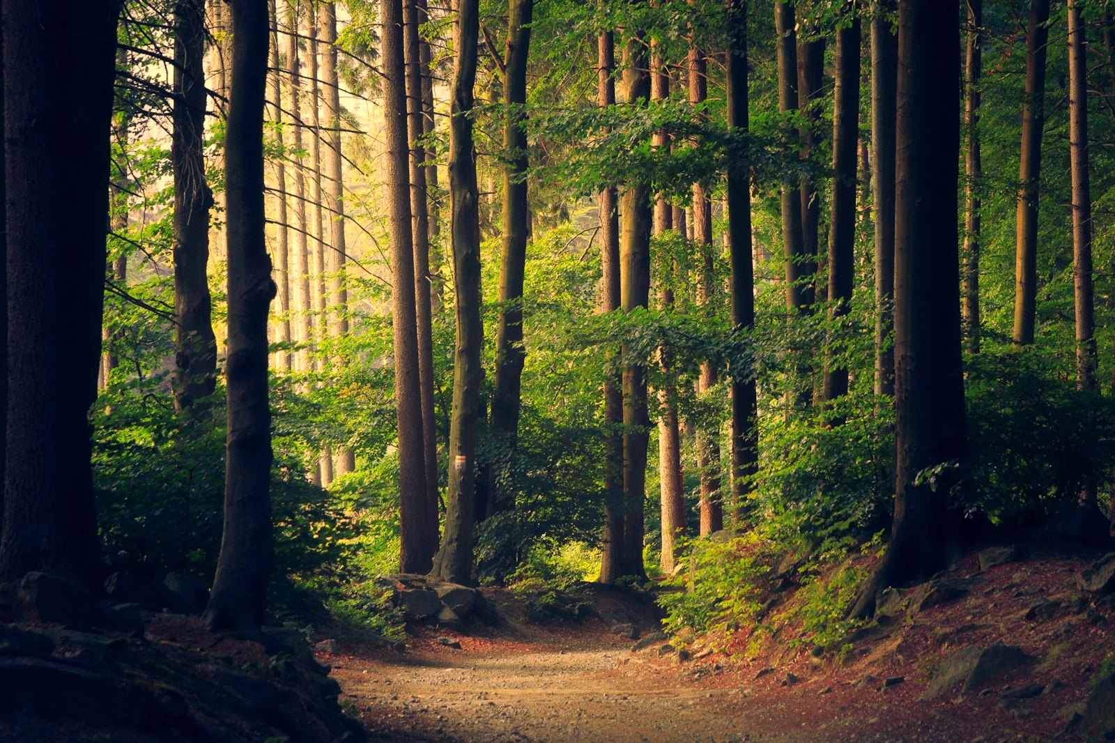 Nathia Gali weekend guide: walking, weather and parking